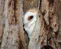 Barn Owl Chick - Warwickshire (SP56 2005)