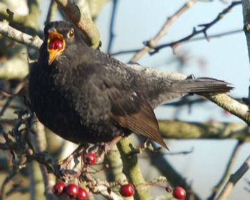 Male Blackbird - Greenhead Moss (NS85 November 2008)