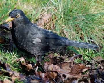 Male Blackbird - Drumpellier (NS76 December 2008)