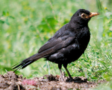 Male Blackbird - Glenboig (NS76 August 2008)