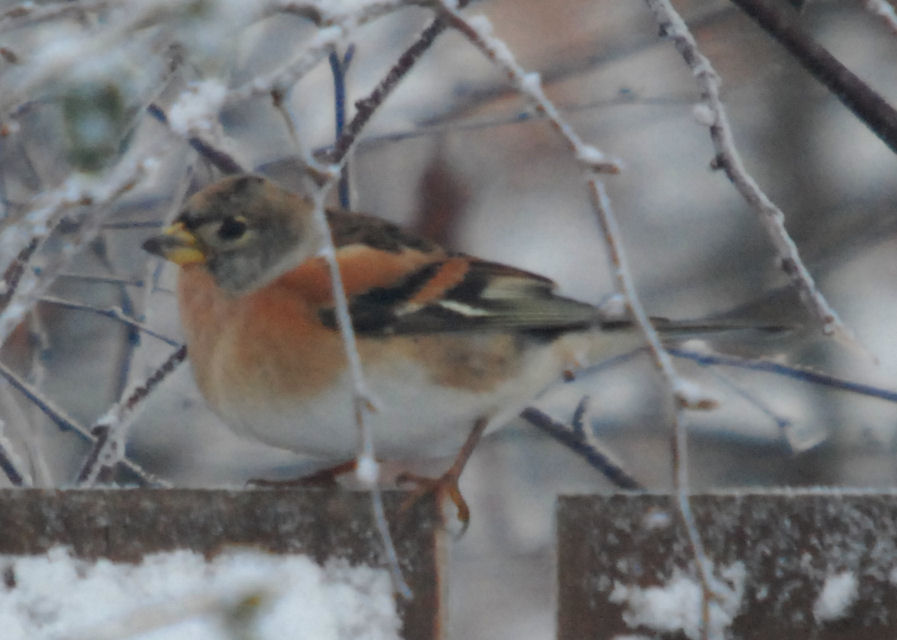 Brambling