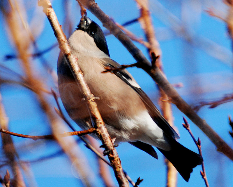 Female Bullfinch (January 2009)