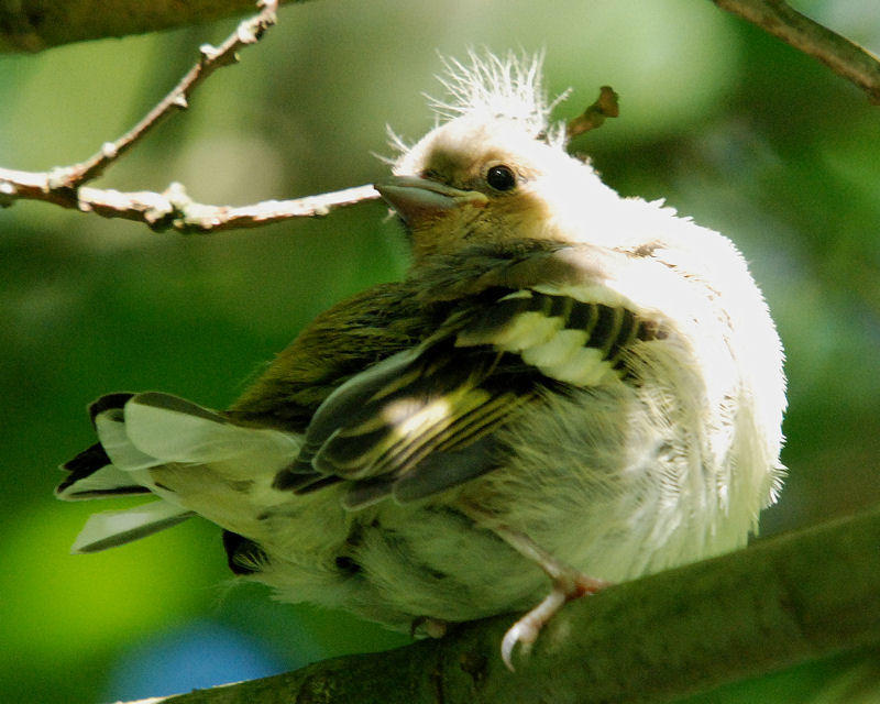 Juvenile Chaffinch (Click image for full series)- Strathclyde Loch (NS75 May 2009)