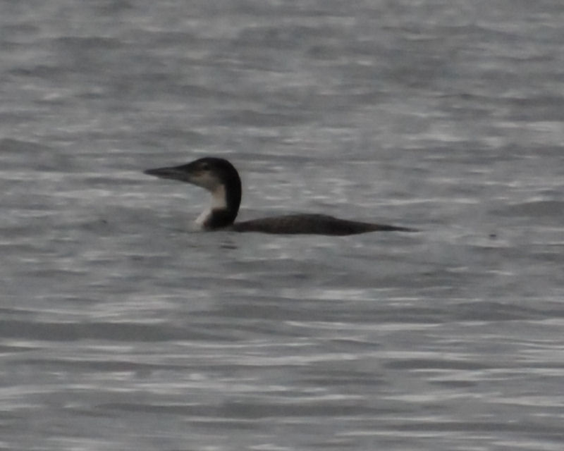 Great Northern Diver (Great Northern Loon)
