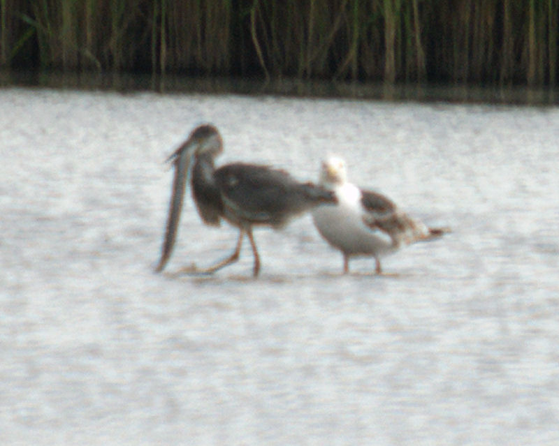 Grey Heron with Eel (& Greater Black-backed Gull) - Blacktoft Sands (SE82 July 2009) (Click image for full series)