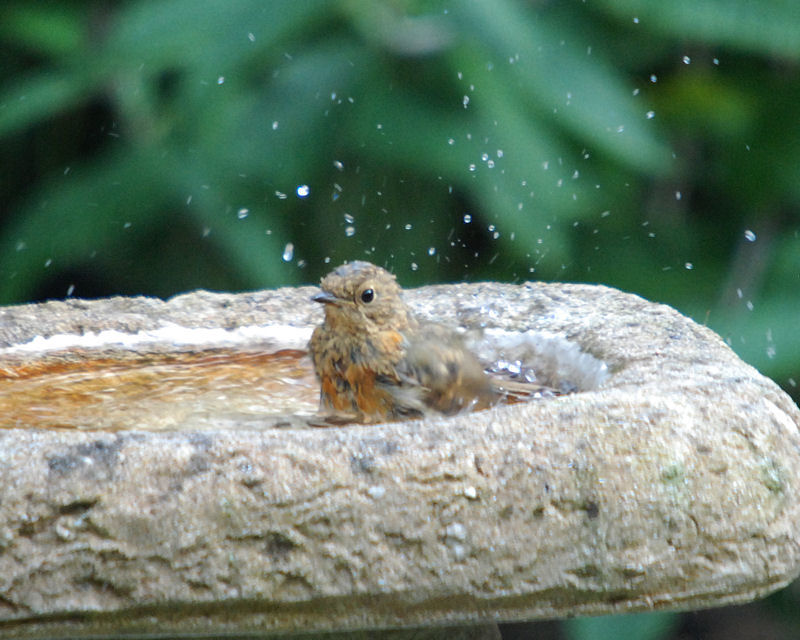 Juvenile Robin takes a bath (Click image for full series)- Wishaw (NS75 July 2009)