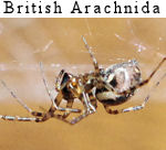 British Arachnida