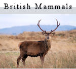British Mammals