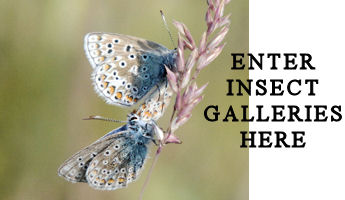 Visit the British Insect Galleries