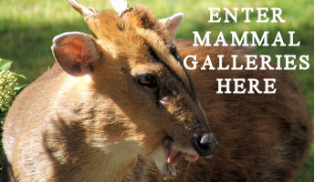 Visit the British Mammal Galleries