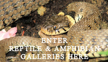 Visit the British Reptile & Amphibian Galleries