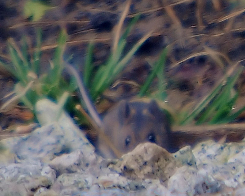 Wood Mouse