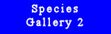 Sedge Warbler Gallery 2
