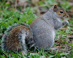 Grey Squirrel (One of our many non-indigenous mammal species