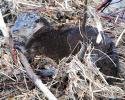 Otter (one of our most endearing mammal species