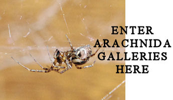 Visit the British Arachnida Galleries