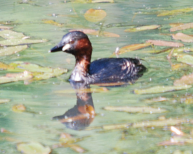 Little Grebe