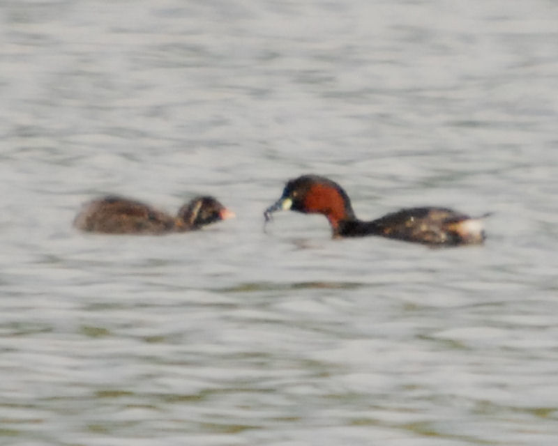 Little Grebe and Chick