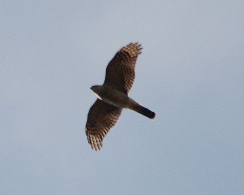 Sparrowhawk