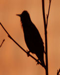 (Common) Starling