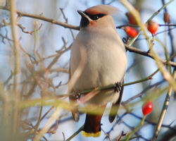 (Bohemian) Waxwing