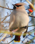 (Bohemian) Waxwing